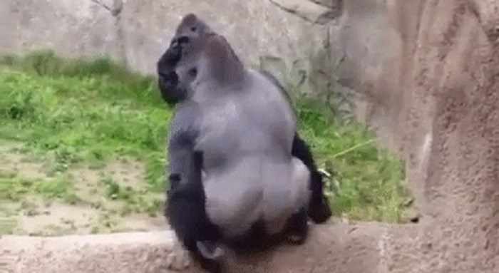 Posjetitelji su promatrali gorilu, a onda im je ona pokazala što misli o tome