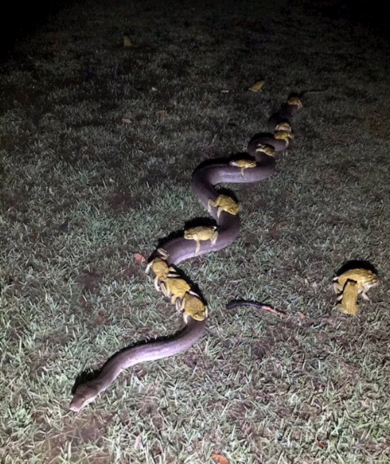 Sigurno nikada niste vidjeli ovakav autobus