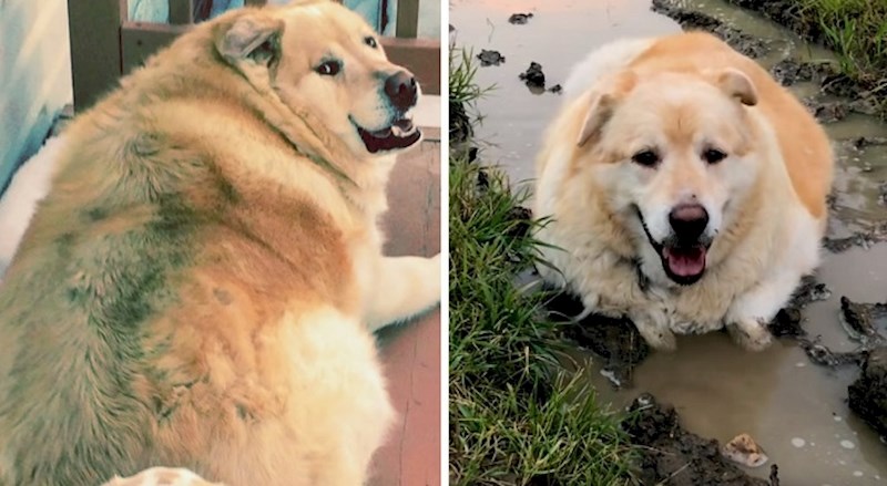 Imao je skoro 80 kg, spasili su ga i život mu se zauvijek promijenio