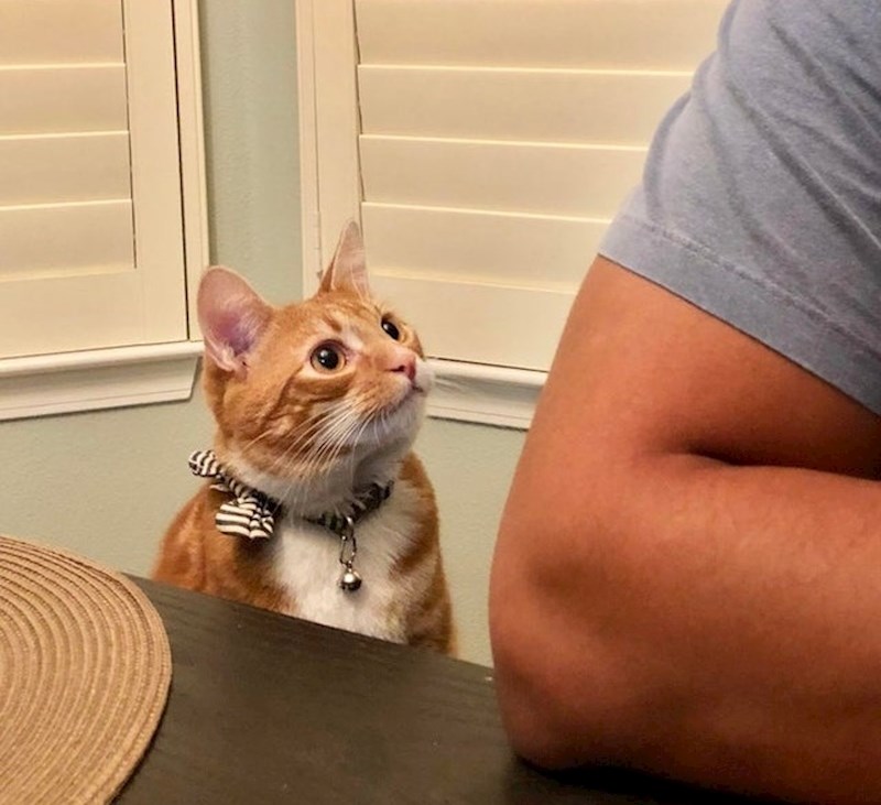 "Moja mačka zaljubljena je u mog dečka"