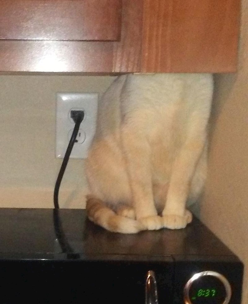 "Moja mačka misli da ju ne vidim"