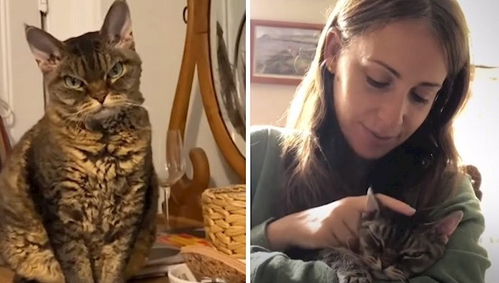 Žena je udomila "opasnu" mačku koju nitko nije htio