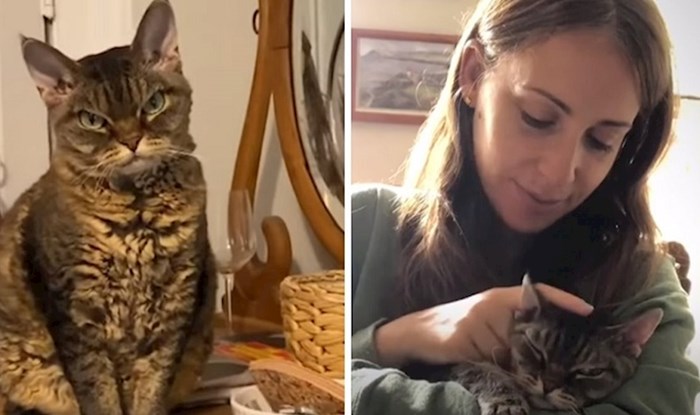 Žena je udomila "opasnu" mačku koju nitko nije htio