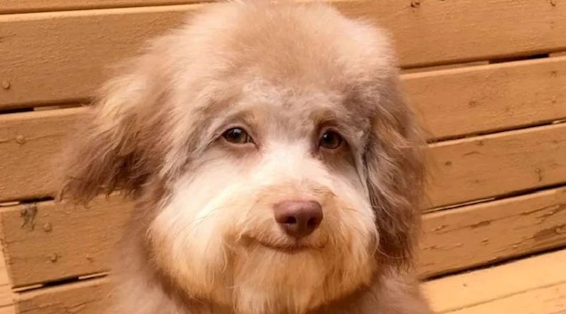 Ovaj pas postao je popularan zbog neobičnog lica, kažu da podsjeća na čovjeka