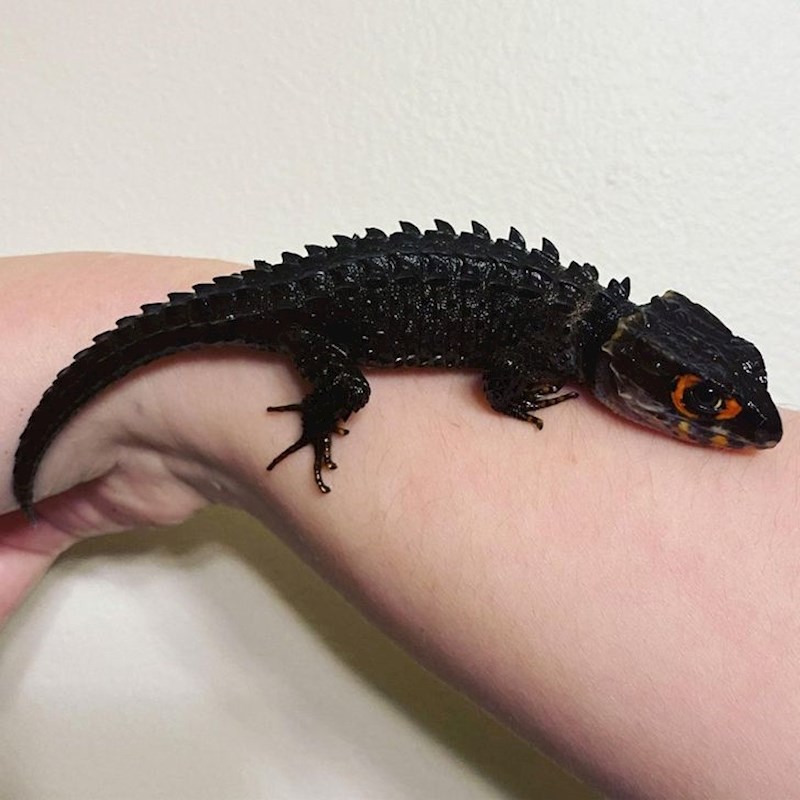 Tribolonotus gracilis, izgleda kao mali krokodil