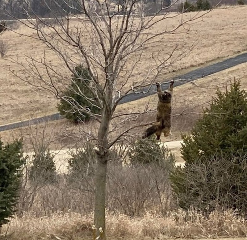 "Cijeli dan nismo mogli pronaći mačku, dok nismo pogledali kroz prozor..."