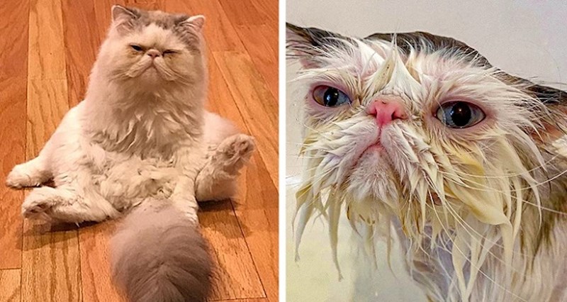 15 životinja koje izgledaju urnebesno smiješno kada ih vlasnici kupaju