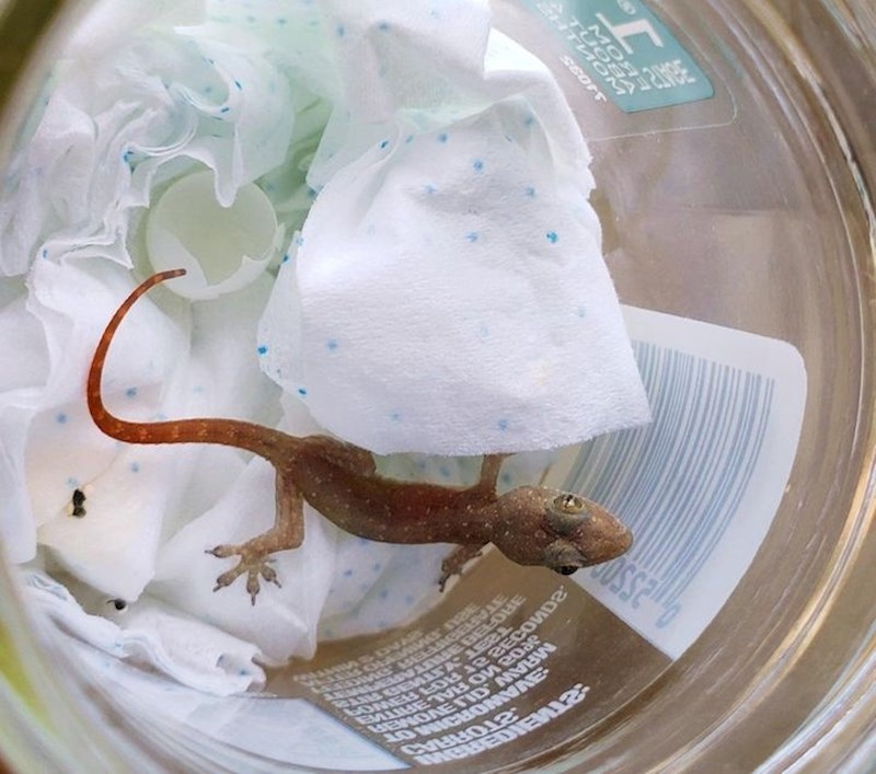 "Moja sestra je prije par dana pronašla jaje. Danas sam postao otac!"