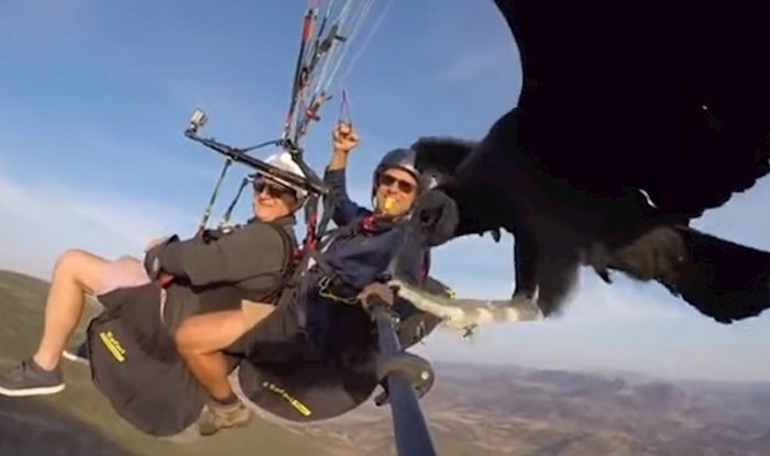 Dvojici paraglajdera lešinar sletio na selfie štap, ovo je neponovljivo