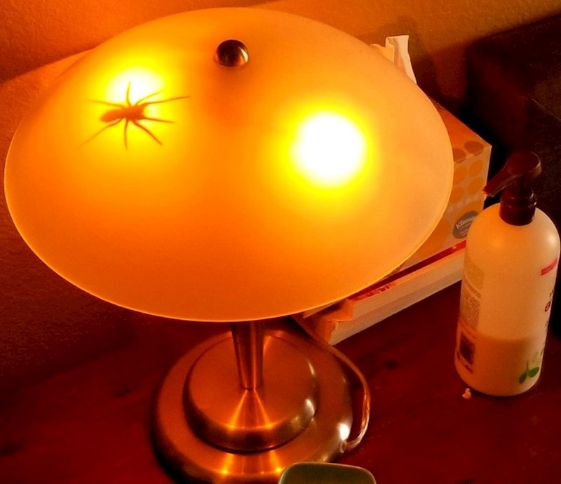 "Odlučio sam zeznuti ženu, jako se boji pauka"