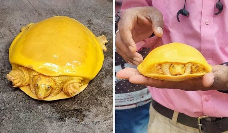 Žuta kornjača iz Indije