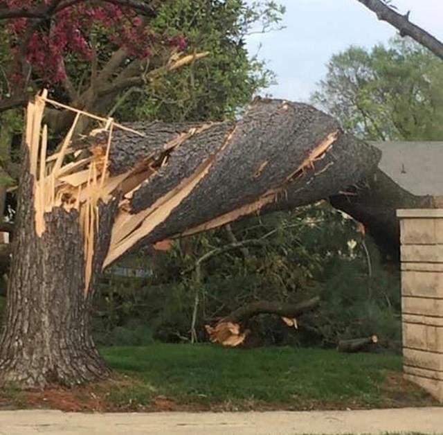 Čuda prirode koja nam dokazuju da nas naš svijet još uvijek može iznenaditi tornado je potpuno izokrenuo ovo drvo