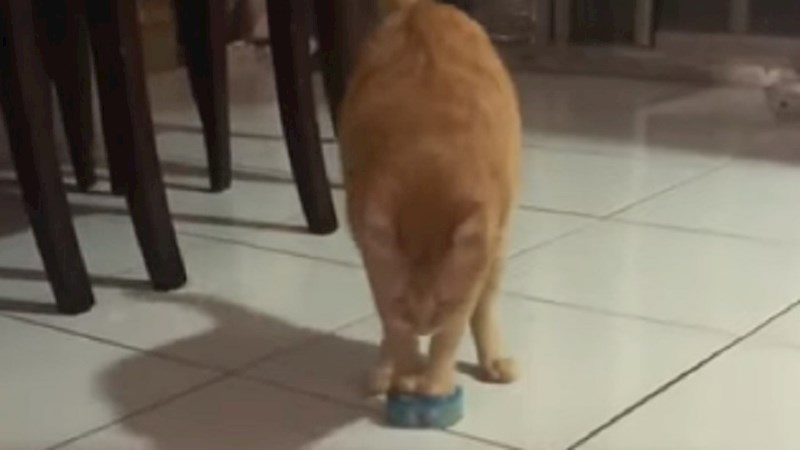 Ovo je možda najpametnija mačka na svijetu, pogledajte kako je odvukla konzervu do svoje zdjelice