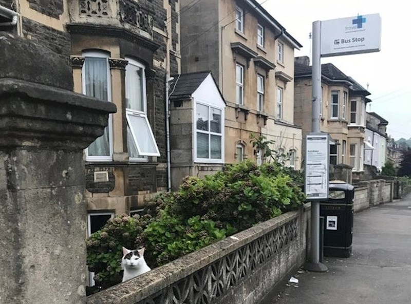 "Svaki dan izlazi i žica maženje od ljudi koji čekaju autobus"