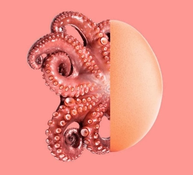 Hobotnica istovremeno nosi 56 000 jajašaca