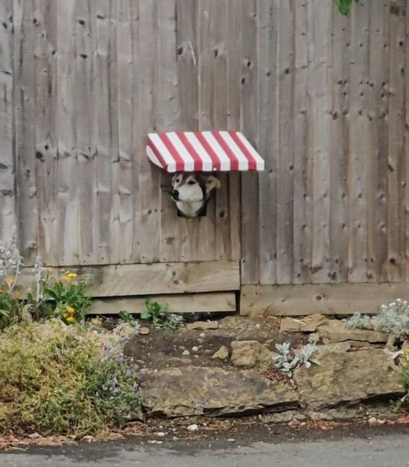 Vlasnik ovog psa je ugradio tendu kako mu ne bi smetalo sunce dok promatra prolaznike