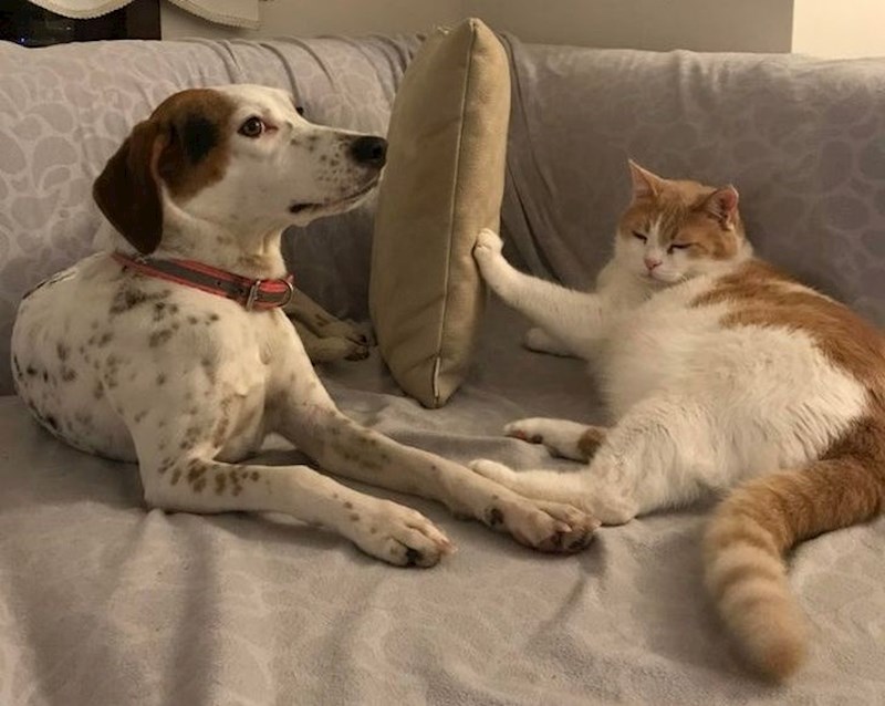 Mačka je jasno postavila svoje granice...