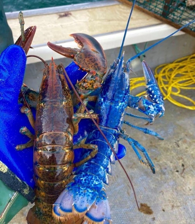 Plavi jastog uhvaćen u zaljevu Svetog Jurja, Nova Škotska