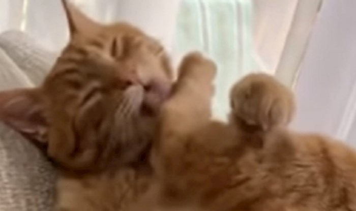 VIDEO Mačka je lizala nogu, njena vlasnica primijetila je jednu urnebesnu stvar