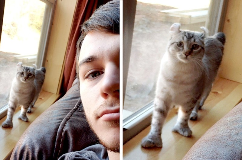 Mačka sa palčevima