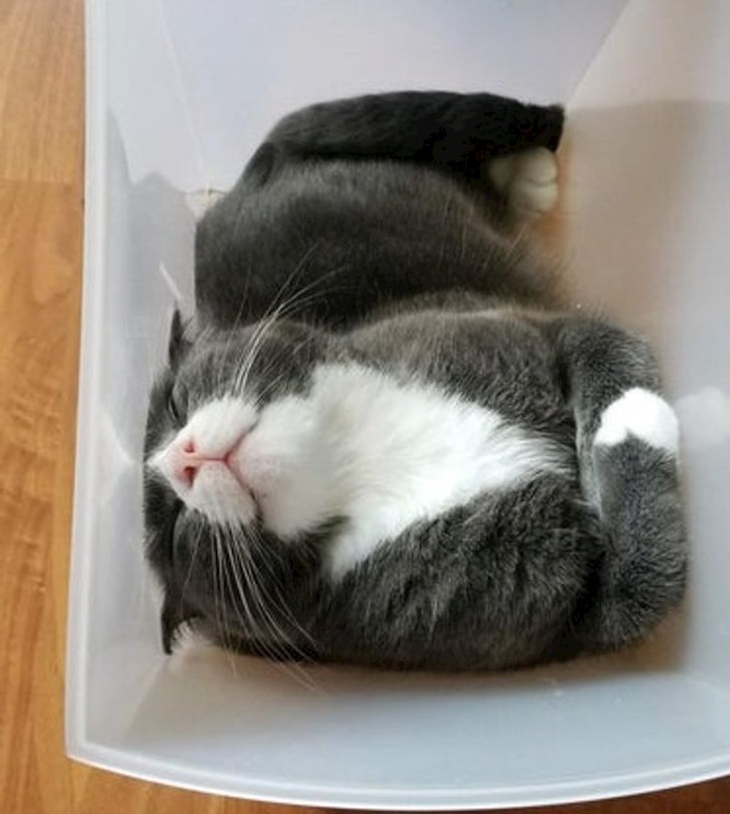 "Plaće ispred kante za smeće i kada maknem vrećicu za otpatke ovako uđe u nju"