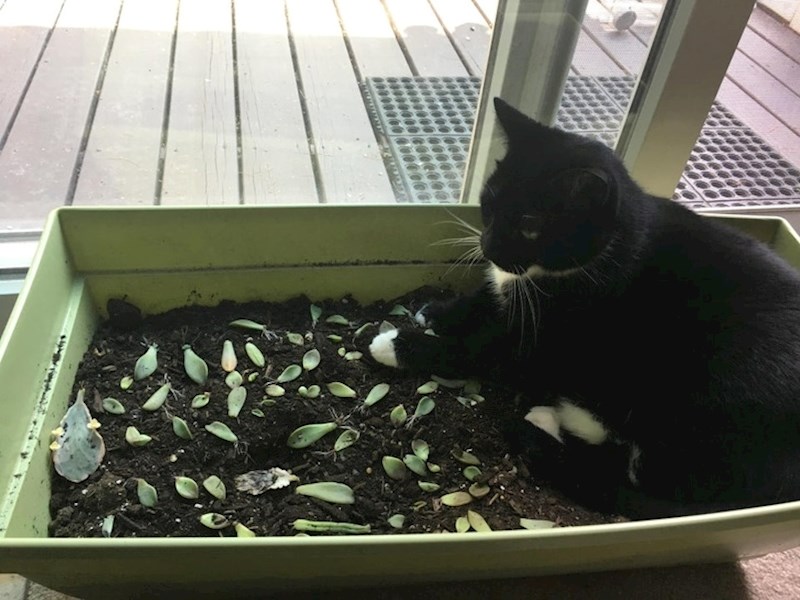 "A pitala sam se zbog čega mi sukulenti ne uspijevaju..."