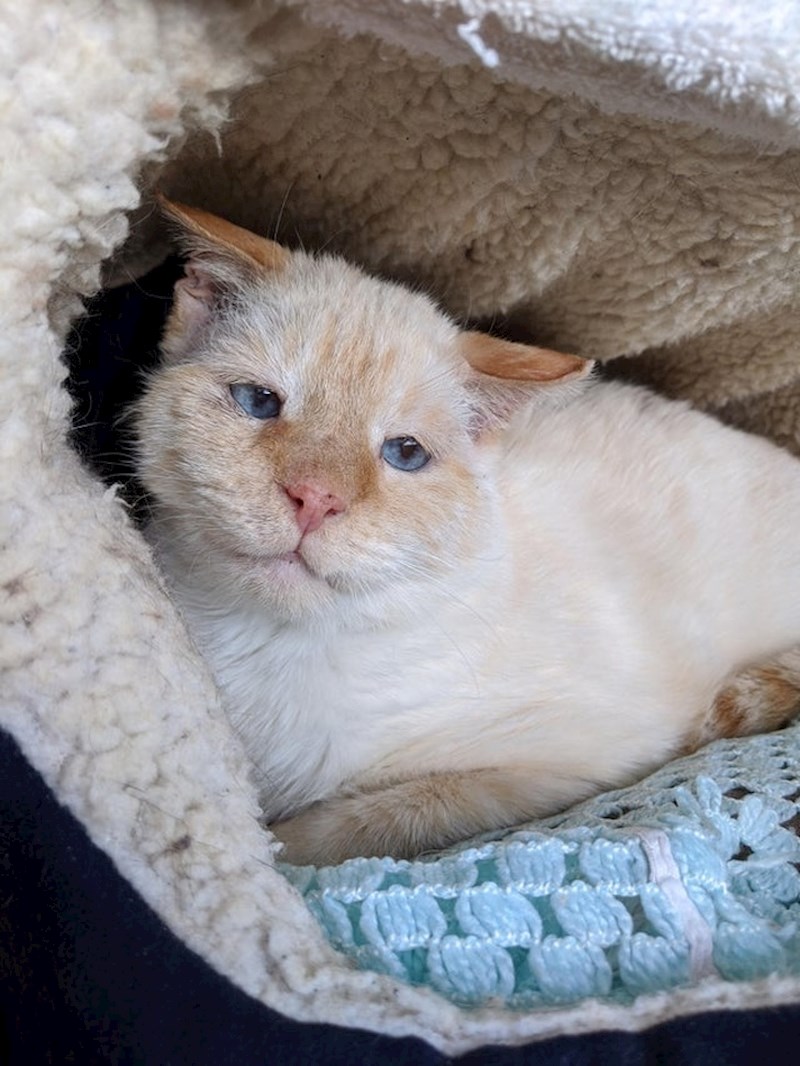 "Vidjela sam mnoge mačke, ali Gordon je najslađe biće koje sam ikad vidjela!"