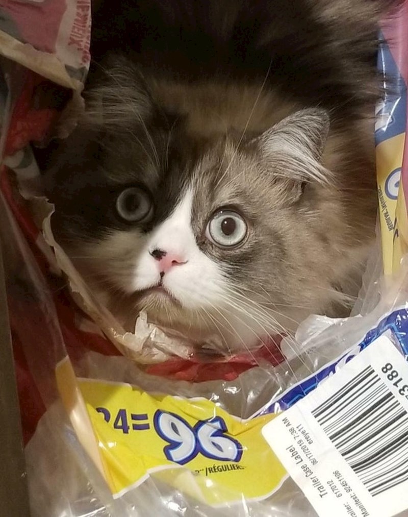 Mačke obožavaju ležati na predmetima koji nisu namijenjeni za tu svrhu