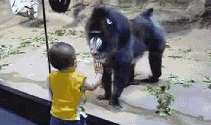 Mališan je životinji išao na živce i nije htio otići, pa je majmun učinio nešto presmiješno da ga otjera