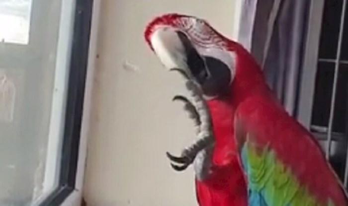 Ova urnebesna papiga naučila je od vlasnika zatražiti šešir i to izgleda jako smiješno