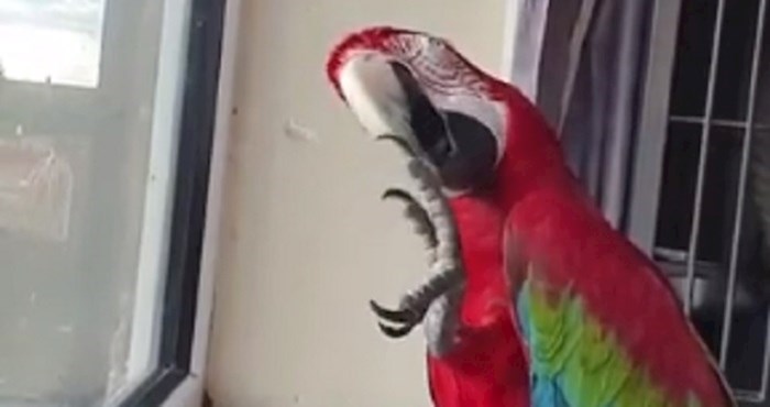 Ova urnebesna papiga naučila je od vlasnika zatražiti šešir i to izgleda jako smiješno