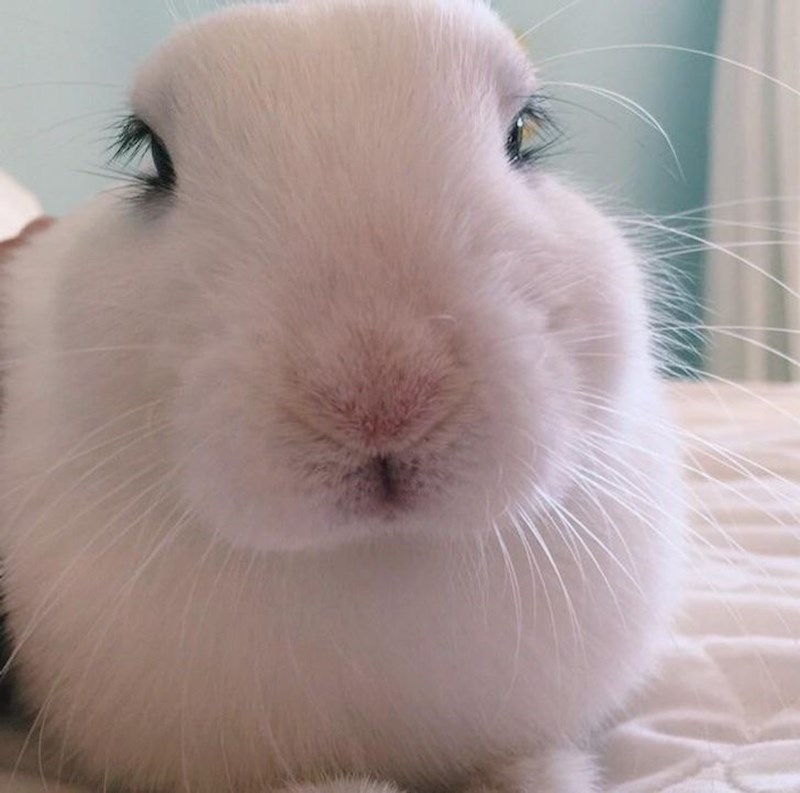 Ono kad zec ima ljepše trepavice od tebe