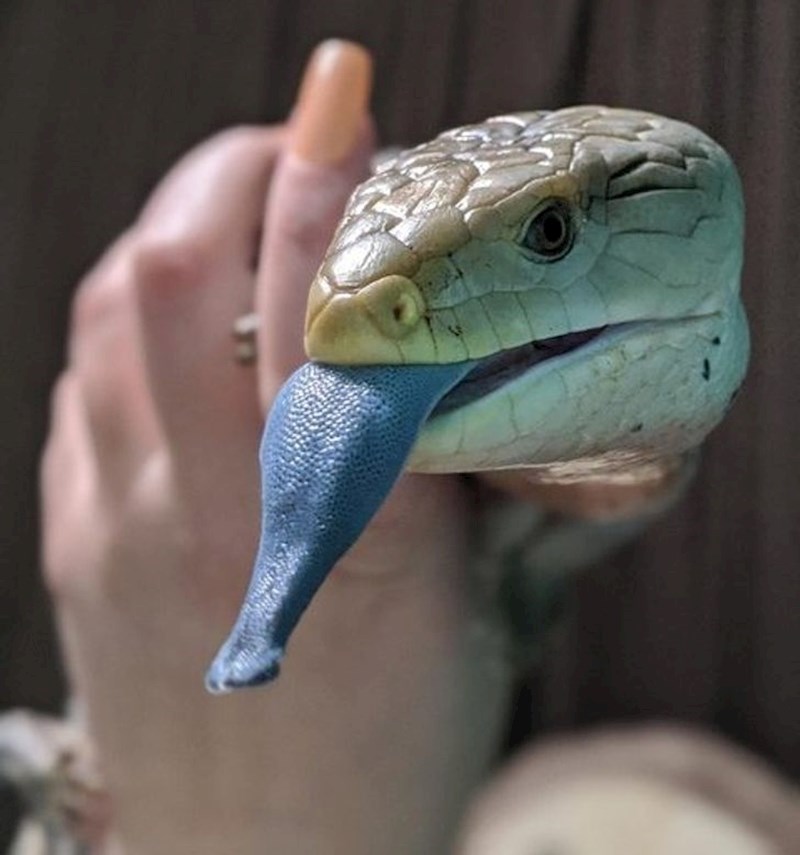 Ovaj gušter plavim jezikom plaši neprijatelje