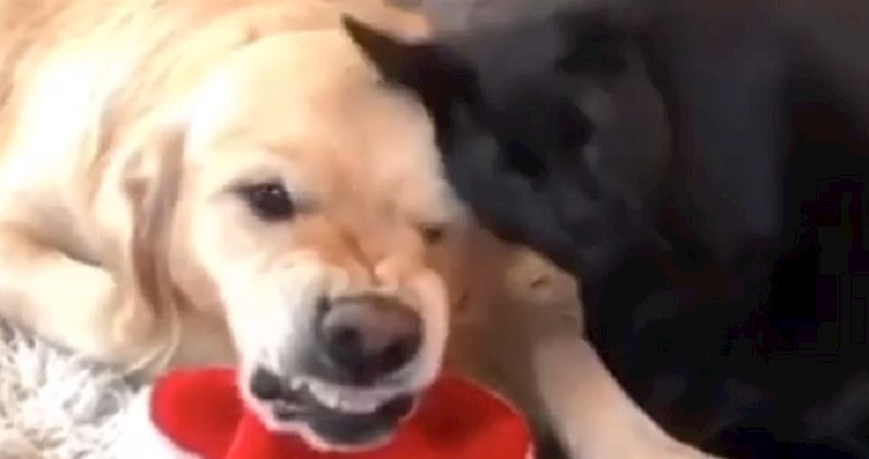 Morate vidjeti kakve face slaže ovaj pas dok ga mačka liže po glavi