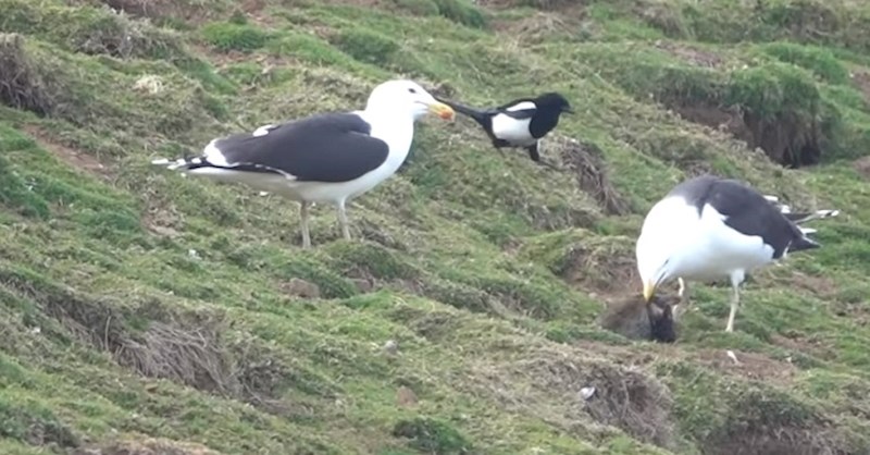 Netko je snimio velikog galeba kako u jednom potezu proždire zeca, snimka je nevjerojatna