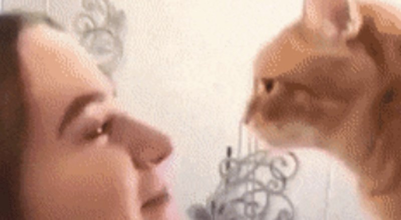 Cura je isprobala TikTok izazov sa svojom mačkom, to je završilo prilično loše