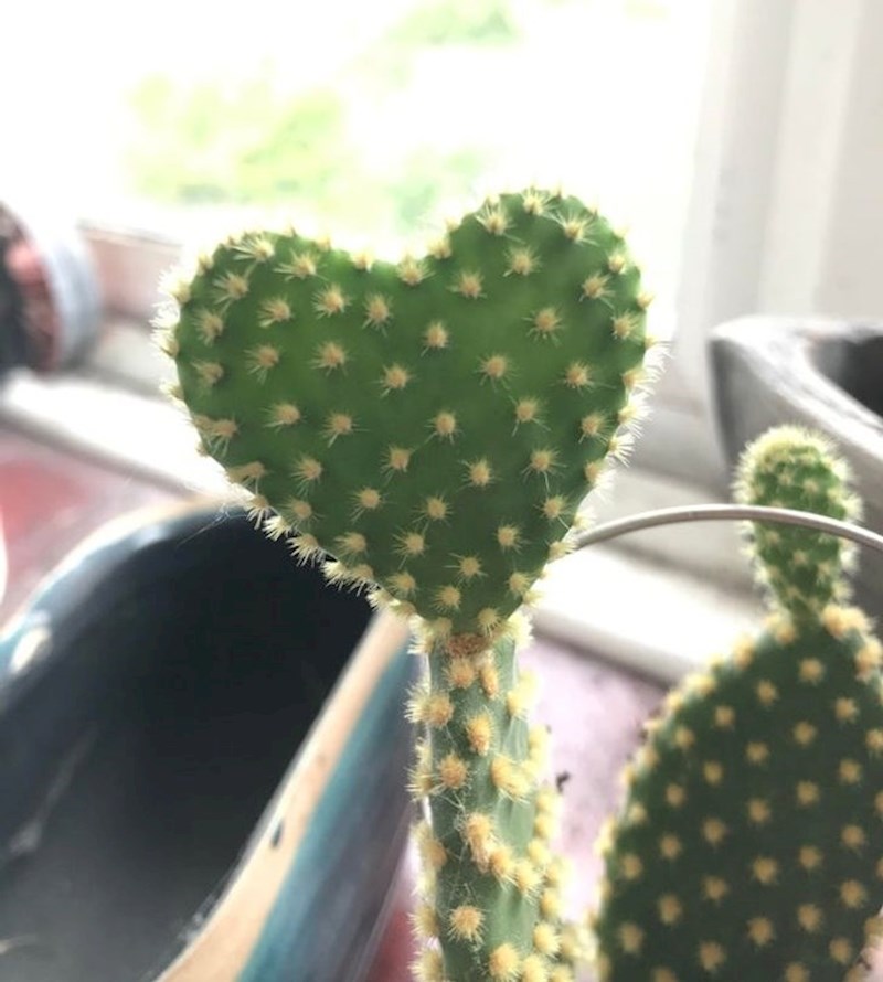 Zaljubljeni kaktus :D