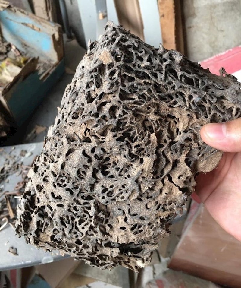 Knjiga koju su izjeli termiti