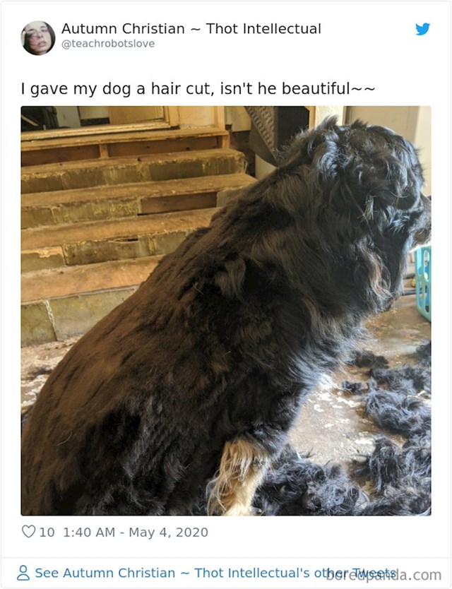 vlasnici objavljuju fotke svojih pasa koje su sami ošišali za vrijeme karantene i to izgleda grozno