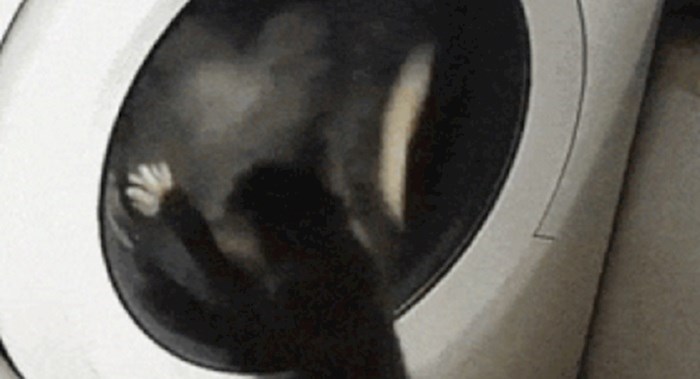 Mačka je ugledala rublje u perilici i poludjela, ovo je urnebesno