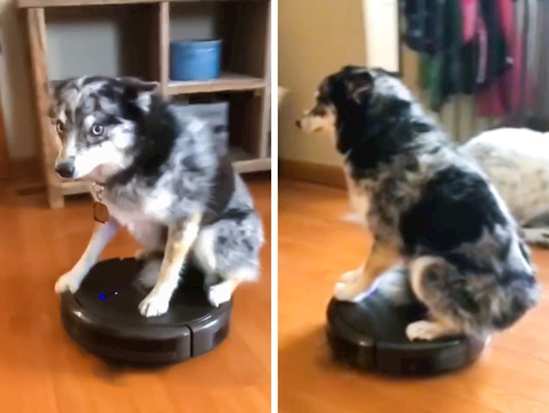 "Pas moje sestre je prilično čudan..."