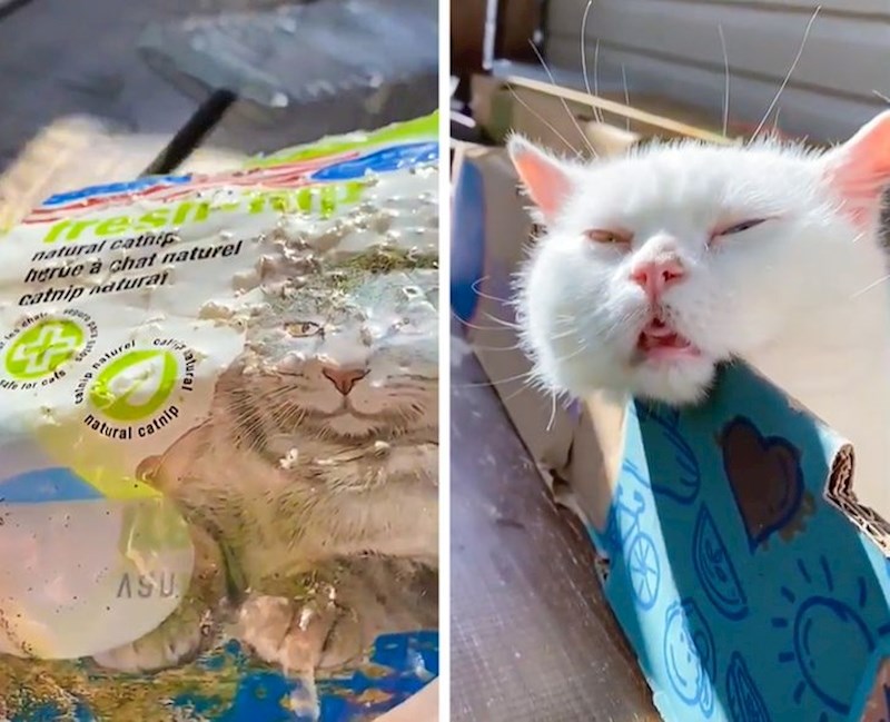 "Nikada nećemo saznati tko je pronašao mačju metvicu..."