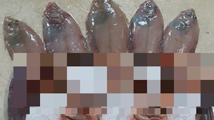 Fotka sa splitske tržnice oduševila internet, pogledajte što je netko napravio od morskih plodova