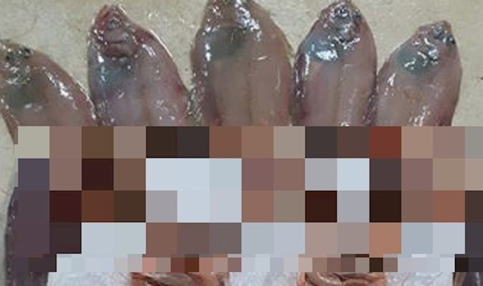Fotka sa splitske tržnice oduševila internet, pogledajte što je netko napravio od morskih plodova
