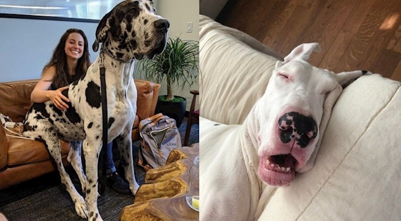 16 velikih pasa koji misle da su još uvijek male bebe