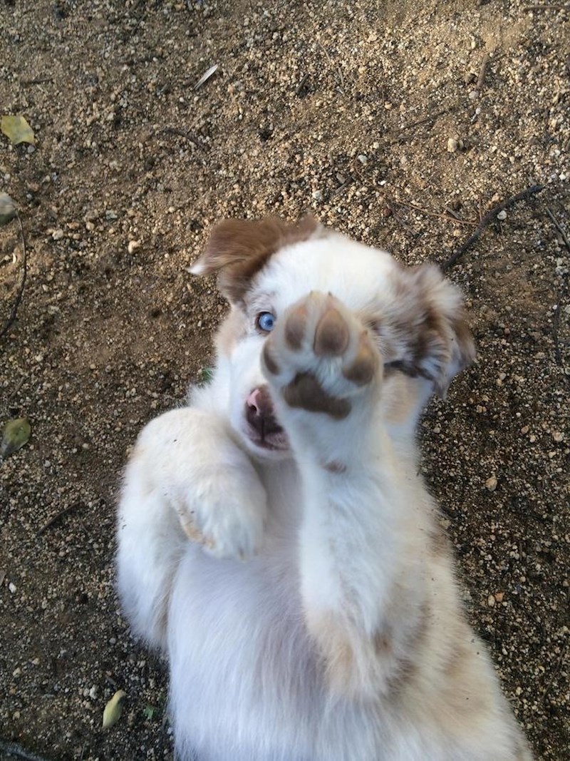 Znam da sam neodoljiv, ali molim te, dosta slikanja!