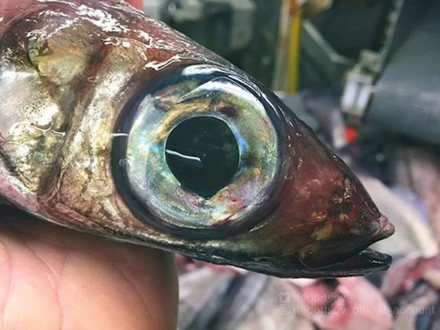 Neobična riba ulovljena u Argentini