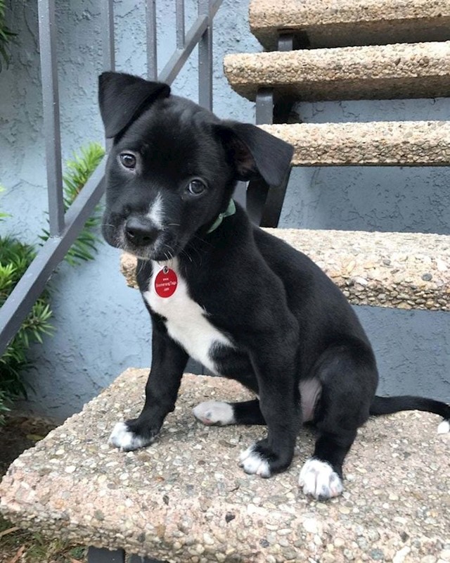 Labrador + Pitt Bull