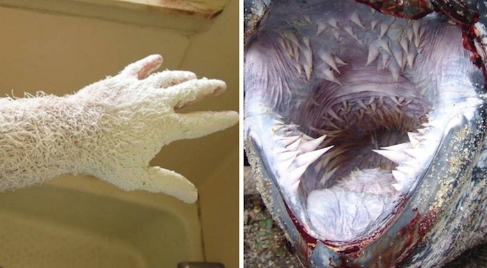 15 fascinantnih slika koje sigurno niste vidjeli, a koje će vas iznenaditi