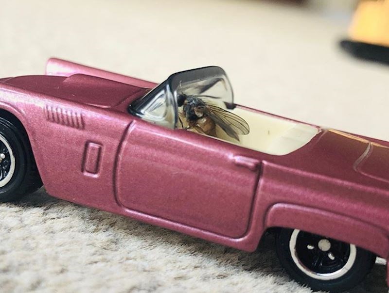 "Moj sin je pronašao mrtvu muhu i rekao da će se pobrinuti za nju. Ovo nisam očekivala